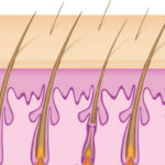 Hair shaft gets larger, is healthier and hair regrows.