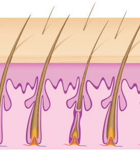 Hair shaft gets larger, is healthier and hair regrows.